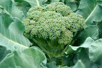 Broccoli varză, plantare și creștere în aer liber