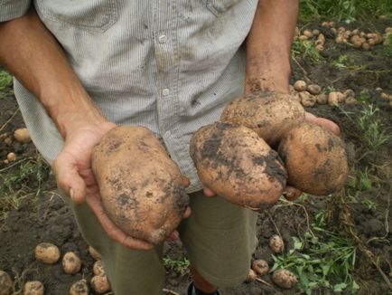 Bellaria cartofi caracteristice soiului cu o fotografie