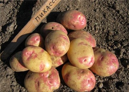 Cartof Picasso отзывы - лучшие сорта картофеля