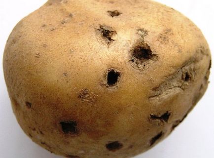 Potato riviera - o descriere a varietății, plantarea, îngrijirea și alte aspecte ale fotografiei