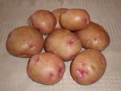 Cartofi Descriere varietate de barbă roz, descriere, fotografie, video, recenzii