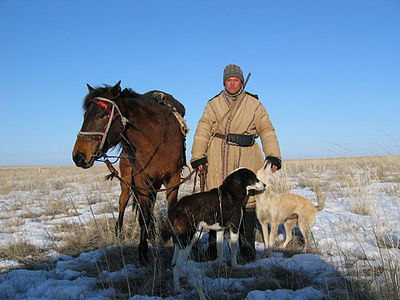 Rasa kazaheana de jaba fotografie si video, caracteristici, descriere si istorie