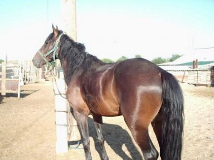 Казахська порода коня - сайт про коней