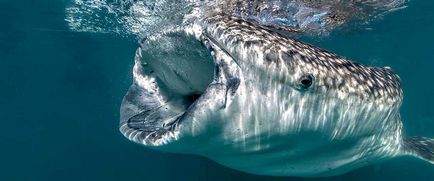 Whale Shark