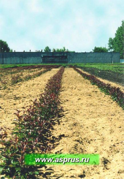 Knap baum în moldova, rezultate de căutare, appa