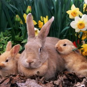 Când iepurii părăsesc cuibul și după câte zile iepurii nou-născuți își deschid ochii și