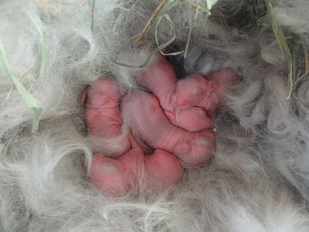 Amikor a nyúl ki a fészekből, és hány nap az újszülött nyulak nyitni a szemüket, és