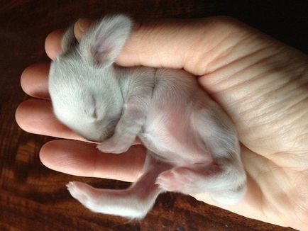 Коли кроленята виходять з гнізда і через скільки днів новонароджені кролики відкривають очі і