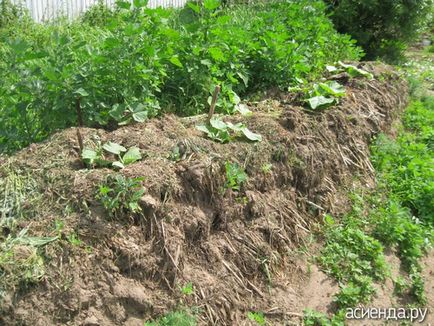 Compost în saci