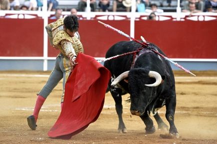 Lupte cu tauri - matador - toreodor - site-ul pentru copii zateevo