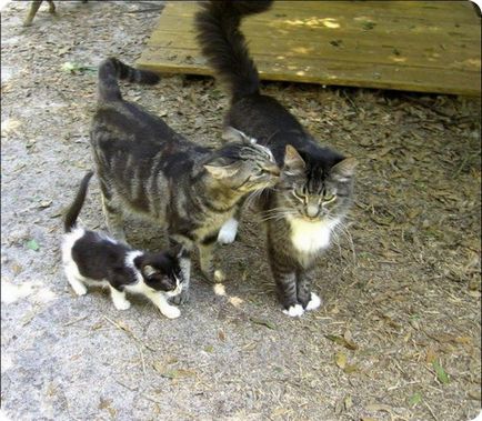 Ferma Cat (ferma) - poze cu pisici si pisici