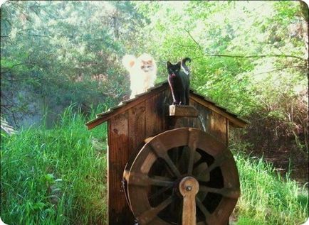Котяча ферма (ранчо) - фото кішок і котів