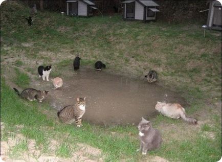 Macska farm (ranch) - fotók a macskák és macskák