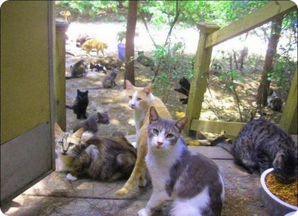 Ferma Cat (ferma) - poze cu pisici si pisici