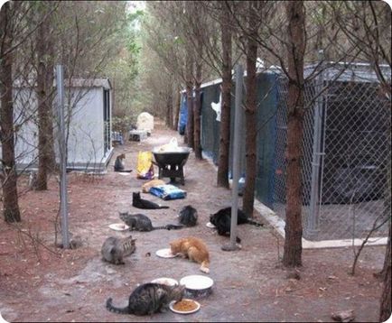 Котяча ферма (ранчо) - фото кішок і котів