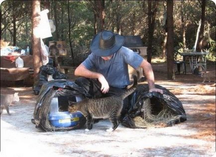 Ferma Cat (ferma) - poze cu pisici si pisici