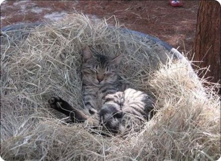 Котяча ферма (ранчо) - фото кішок і котів