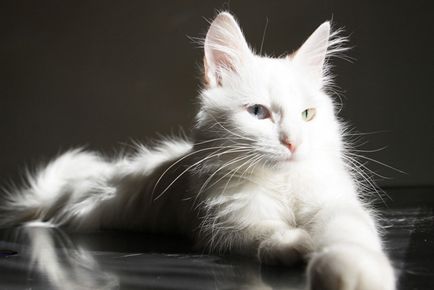 Macskák török angóra fajtája és az őket gondozó (kőzetek) Macskák török angóra fajtája és az őket gondozó