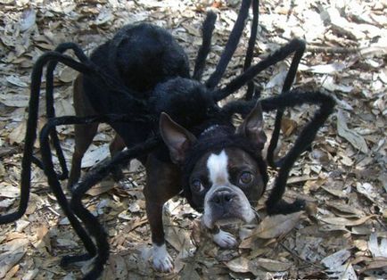 Costum Spider pentru câine