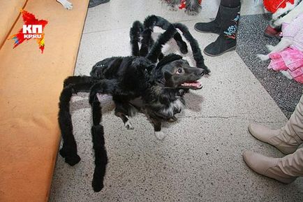 Costum Spider pentru câine