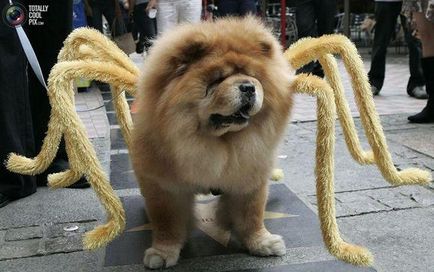 Costum Spider pentru câine