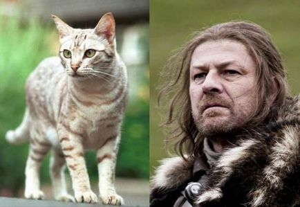 Pisicile, asemănătoare cu actorii din seria 