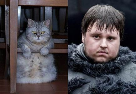 Macskák, mint az öntött a sorozat „Game of Thrones”