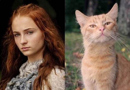 Pisicile, asemănătoare cu actorii din seria 
