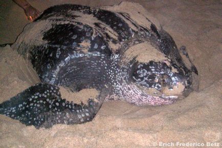 Шкіряста черепаха (dermochelys coriacea)