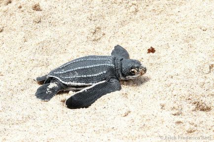 Шкіряста черепаха (dermochelys coriacea)