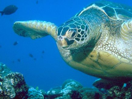 Шкіряста черепаха (dermochelys coriacea)