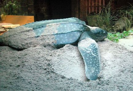 Bőrszerű teknős (Dermochelys coriacea)