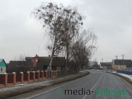 Un parazit verde frumos distruge copacii într-o pădure, o pădure mediatică