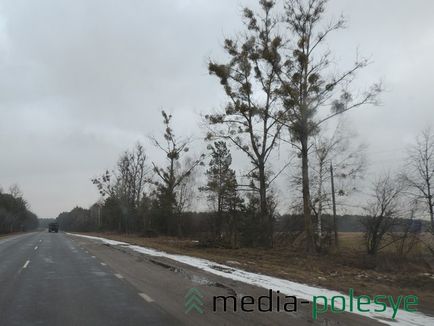 Un parazit verde frumos distruge copacii într-o pădure, o pădure mediatică