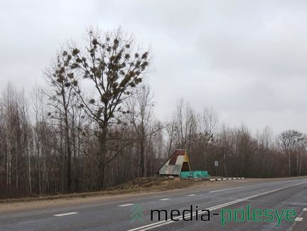 Un parazit verde frumos distruge copacii într-o pădure, o pădure mediatică