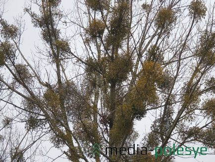 Un parazit verde frumos distruge copacii într-o pădure, o pădure mediatică