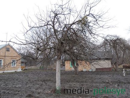 Un parazit verde frumos distruge copacii într-o pădure, o pădure mediatică