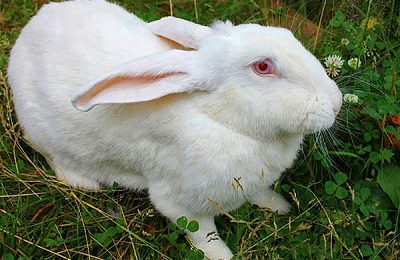 Кролики м'ясних порід які краще розводити