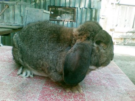 Кролики м'ясних порід опис, розведення, фото