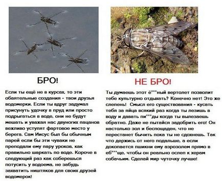 Хто бро, а хто ні бро і не бро картинки