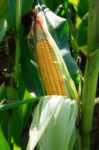Кукурудза на городі і її вирощування