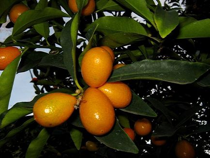 Kumquat crescând acasă de la oase