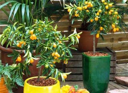 Kumquat crescând acasă de la oase