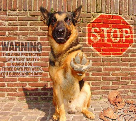 Купити таблички злий собака в Харкові, рекламно-виробничий центр фантазія