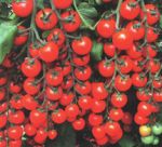 Купити томати компанії may seed aйша f1, лидия f1, Зейна f1 (m1101), перфект f1, роксолана f1,