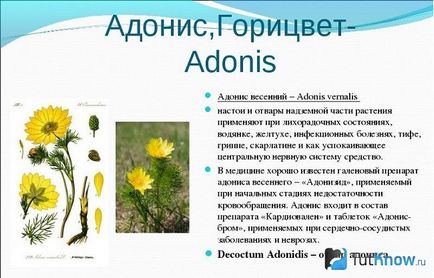 Proprietatile de vindecare ale floarei de floarea-arbore (adonis)