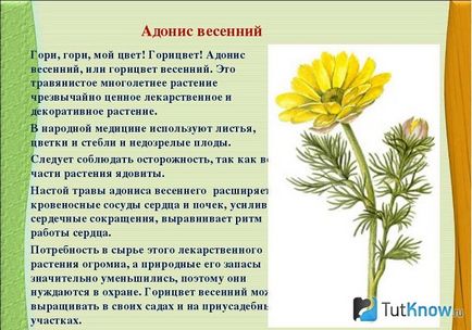 Лікувальні властивості горицвіту весняного (горицвіту)