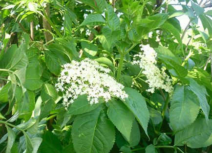 Лікування пролежнів в домашніх умовах народні засоби для обтирання лежачих хворих