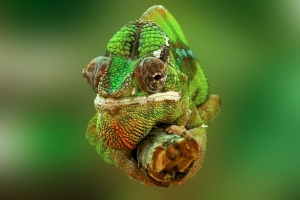 Tratamentul cu chameleon, bolile și îngrijirea de chameleon