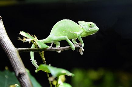 Tratamentul cu chameleon, bolile și îngrijirea de chameleon